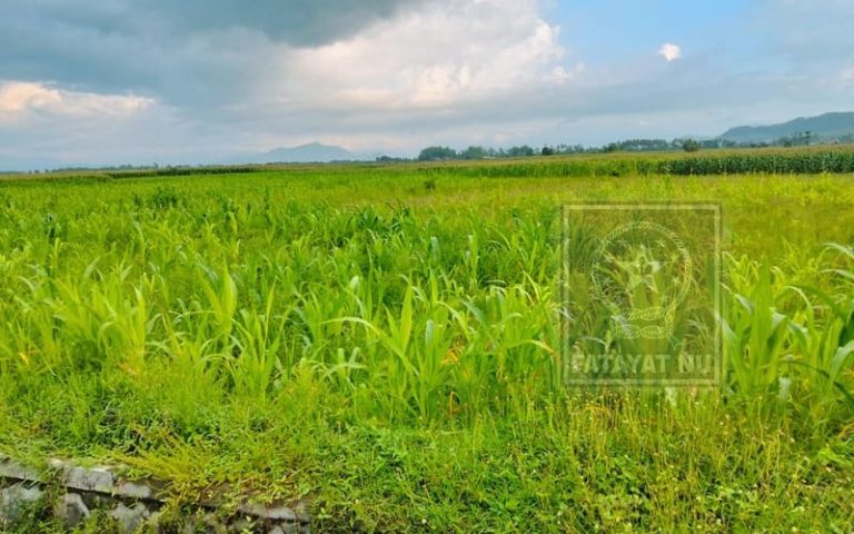 Curah Hujan Tinggi, Petani Jagung di Jember Terancam Gagal Panen