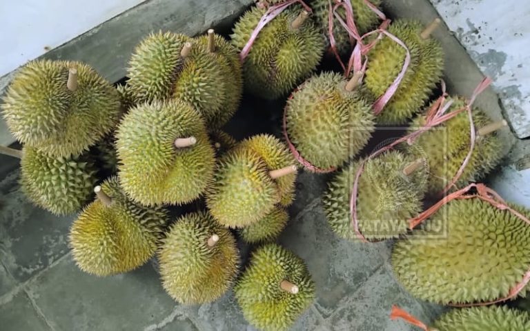Musim Durian Tiba, Kampung Durian Panti Jadi Buruan Wisatawan
